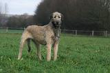 IRISH WOLFHOUND 267